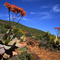 Karoo aloes - Camdeboo National Park
