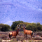 monarchs of the veld