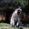 blou-aap (vervet monkey)