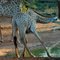 Thirsty giraffes