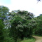 Calodendrum capense (Cape Chestnut), Greytown Nov-08