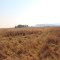 Grazing land