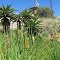 Aloes on the Magaliesburg Mountains