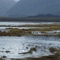 Trumpeter Swans