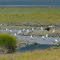 Seagulls and Eagle salmon feast
