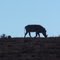 scissored warthog silhouette