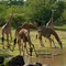 Giraffe Group Drinking