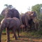 Elephant Infant 2