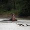 Hippo - Tshukudu Game Reserve