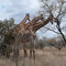 Giraffen in Kruger
