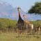 Giraffe family on Zandspruit