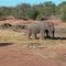 Hoedspruit, Elephants and co.
