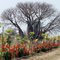 Baobab tree (2)
