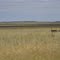Freestate grasslands
