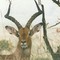 Impala, Ithala GR Feb-99