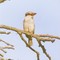 Brown-hooded Kingfisher, Ithala GR Feb-99
