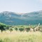 Ithala Game Reserve 2003