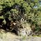 African fig tree hugging the rocks Itala Game Reserve