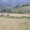 Game -  zebra and warthog - idube  & intibane