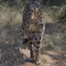 Cheetah @ De Wildt