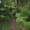Tsitsikamma trail
