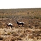 Buntböcke im Nature Reserve "Kagga Gamma"