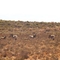 Zebras im Private Game Reserve Kagga Kamma