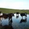 Nguni Cows drinking from a freshwater pan