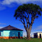 Transkei scene with tree aloe (Aloe barberae)