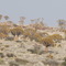 Kokerboom Forest R 27, June '08