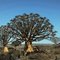 Kookerboomtrees 1,near Kenhardt,Great Karoo,South Africa