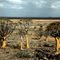 Kookerboomtrees 2 (Aloe dichotoma),Kenhardt,Great Karoo