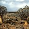 Aloe dichotoma 3