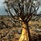 Aloe dichotoma 6