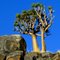 Kokerboom