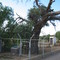 Camel thorn monument Kenhardt, in 1869 became most remote police and military HQ in north-western Cape. Tree is ca 500 years old