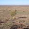 Kokerboom forest near Kenhardt