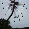 Plam Tree Qora