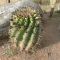 ALOE IN FLOWER NEAR KEIMOES