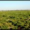 Grapes Farm