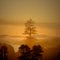 Foggy morning in National Treaty grounds at Bay of Islands, New Zealand