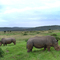 Rhino_Kariega réserve