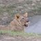 When the Lion feeds (Kariega)