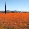 Loeriesfontein old graveyard