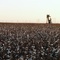 Cottonfield