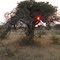 BurningBush