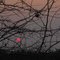 Thorny Sunset