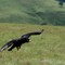 Black Eagle