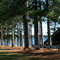 Church In The Pines