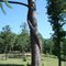 Snake Pine